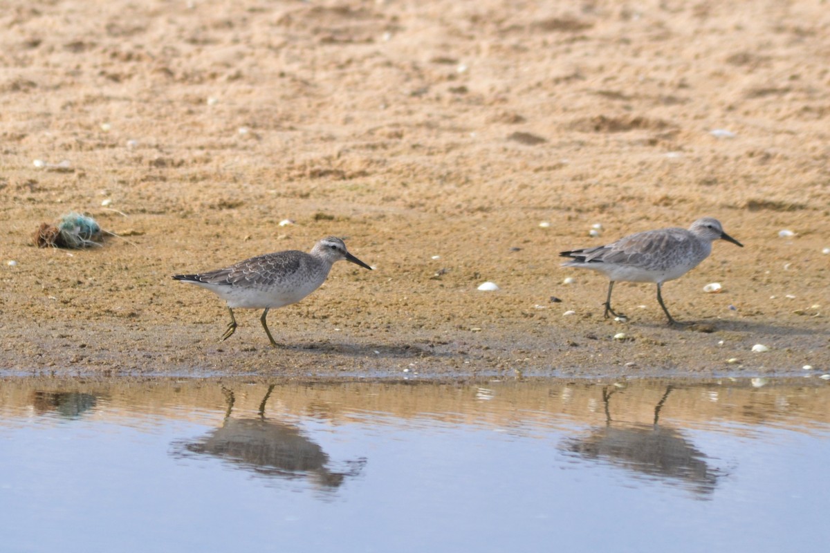 Red Knot - ML624116931