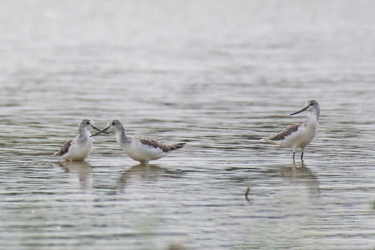 Common Greenshank - ML624116932