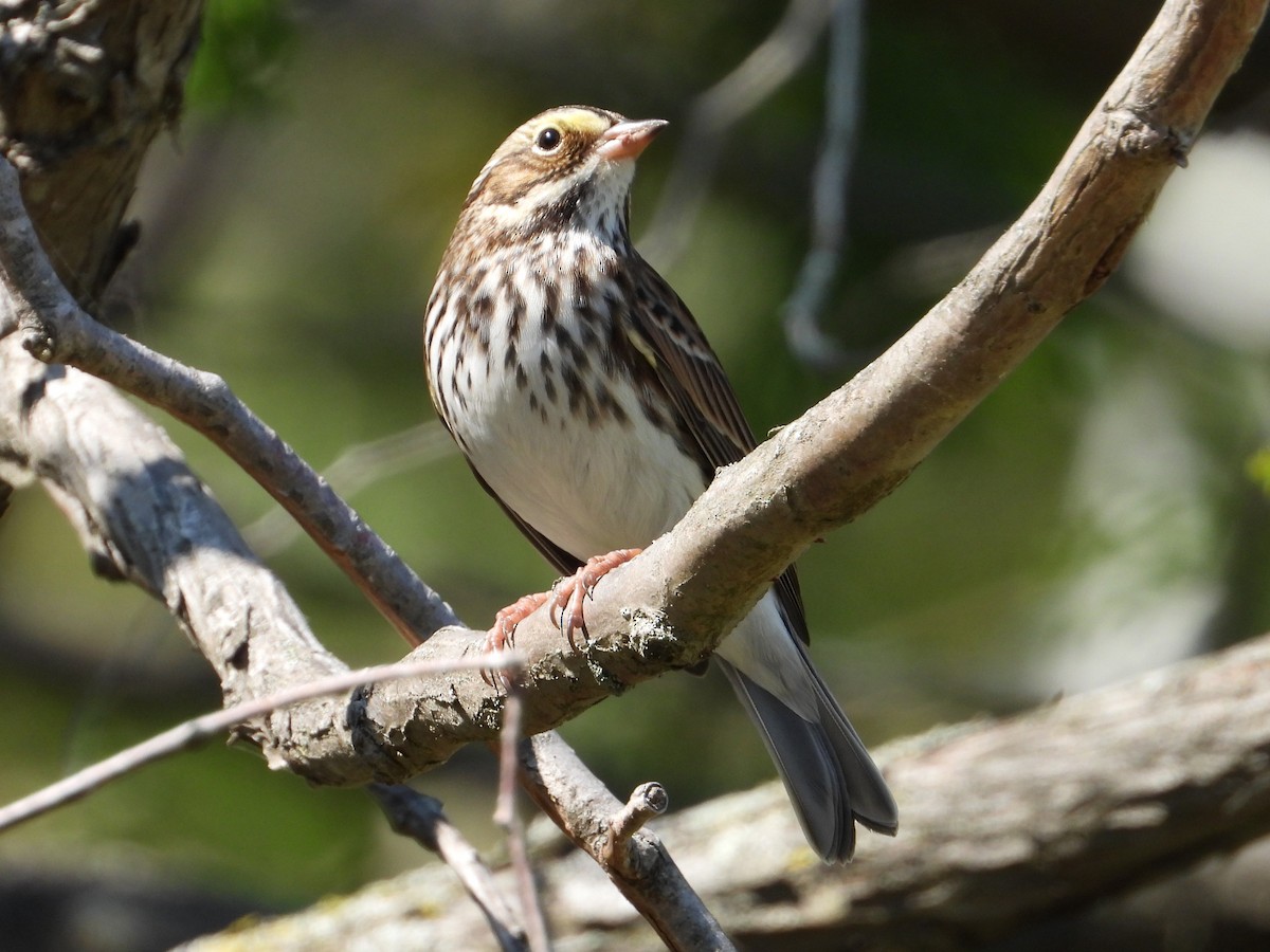 Savannah Sparrow - ML624116935