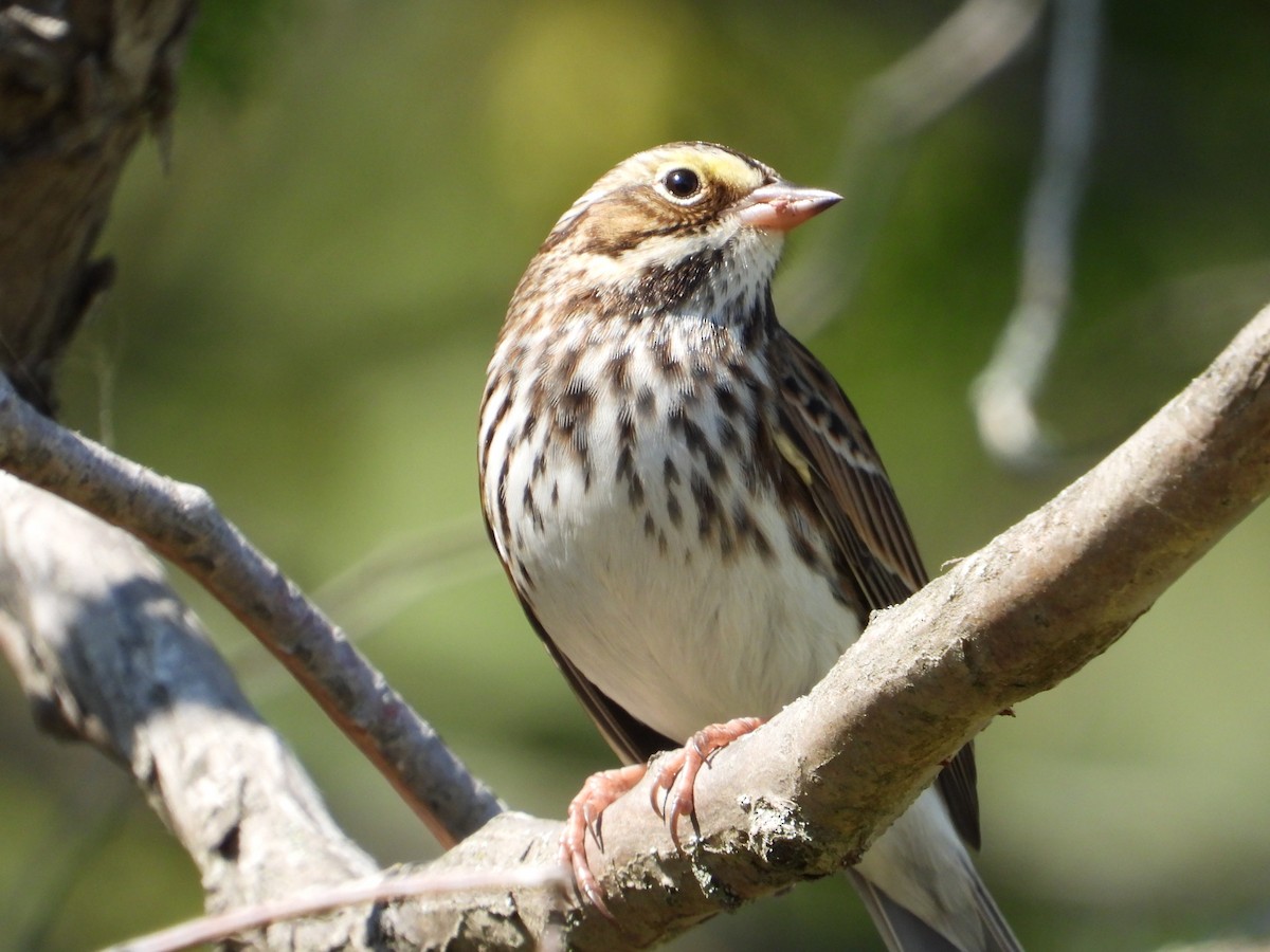 Savannah Sparrow - ML624116938