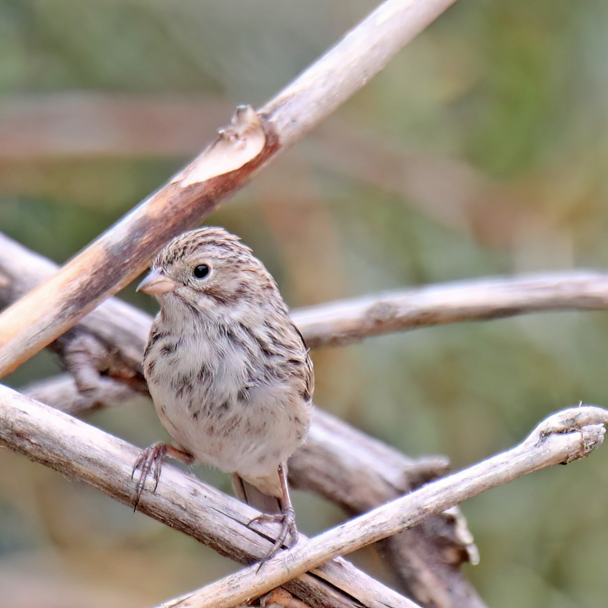 Brewer's Sparrow - ML624116939