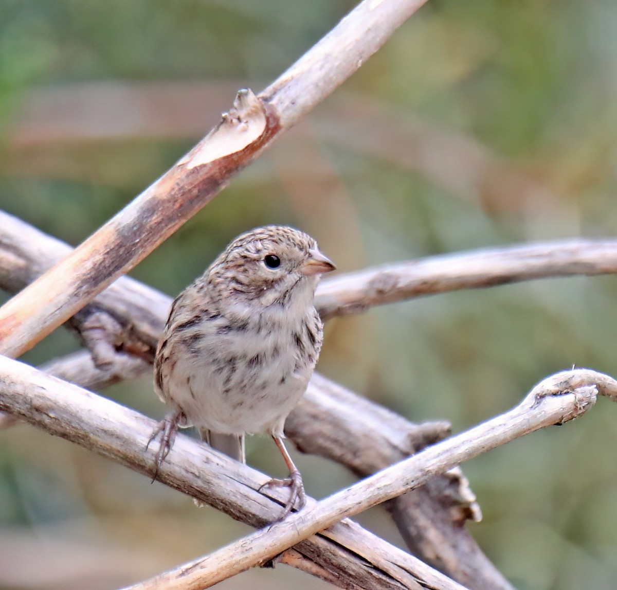 Brewer's Sparrow - Elizabeth Winter