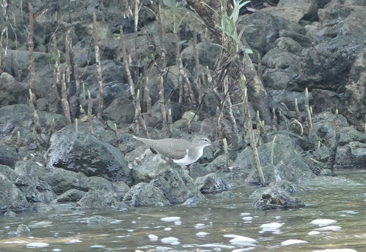 Spotted Sandpiper - ML624116942