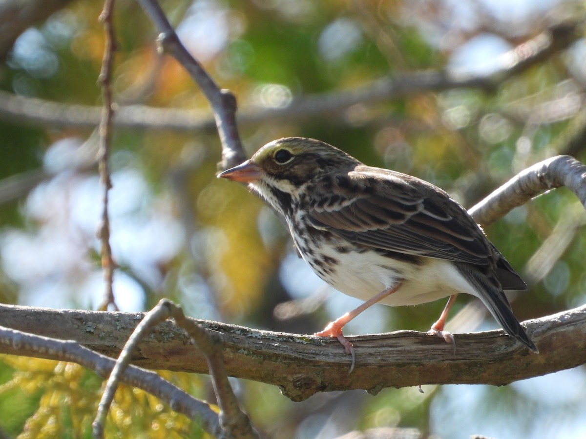 Savannah Sparrow - ML624116943