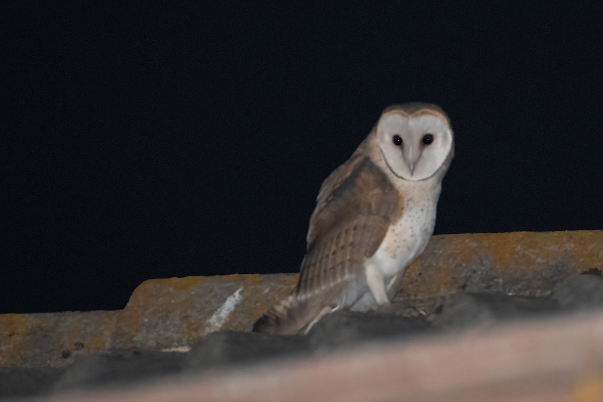 Barn Owl - Ana Amaral