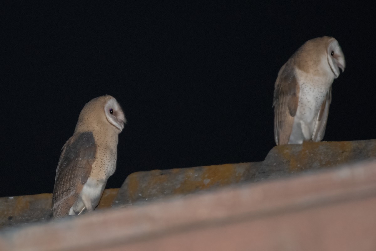 Barn Owl - Ana Amaral