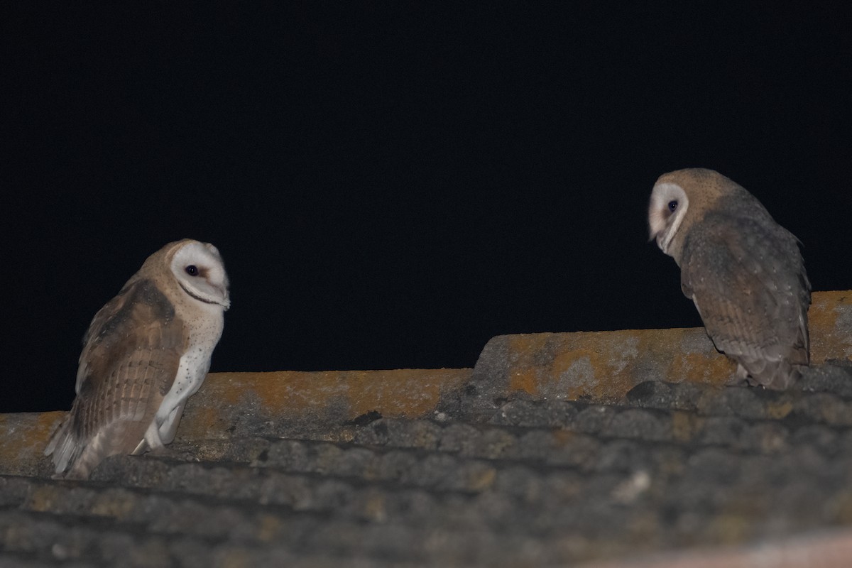 Barn Owl - Ana Amaral