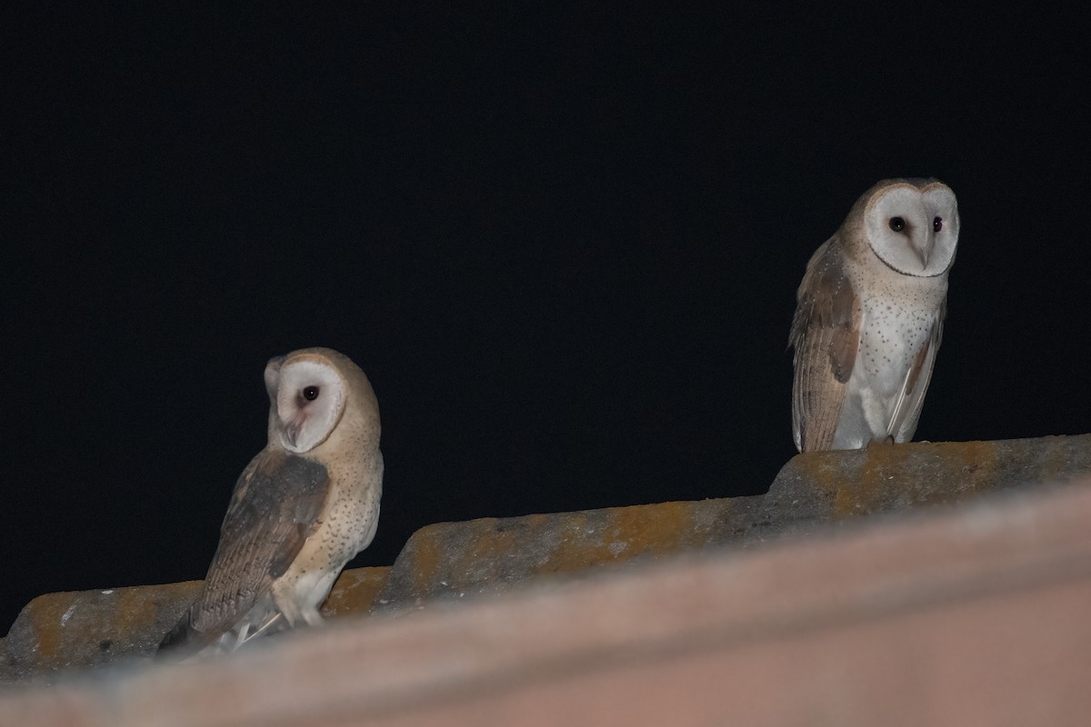 Barn Owl - Ana Amaral