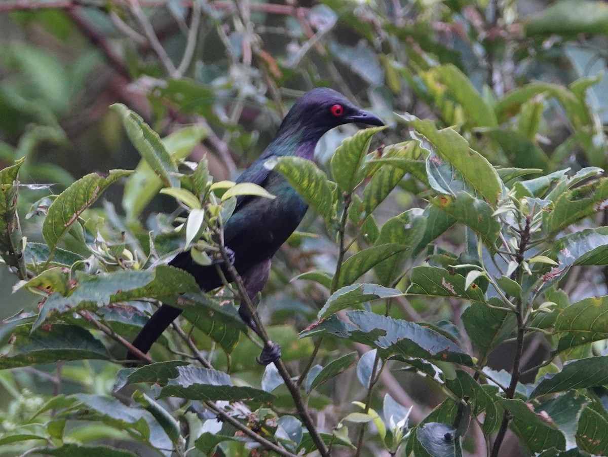 Metallic Starling (Metallic) - ML624116990