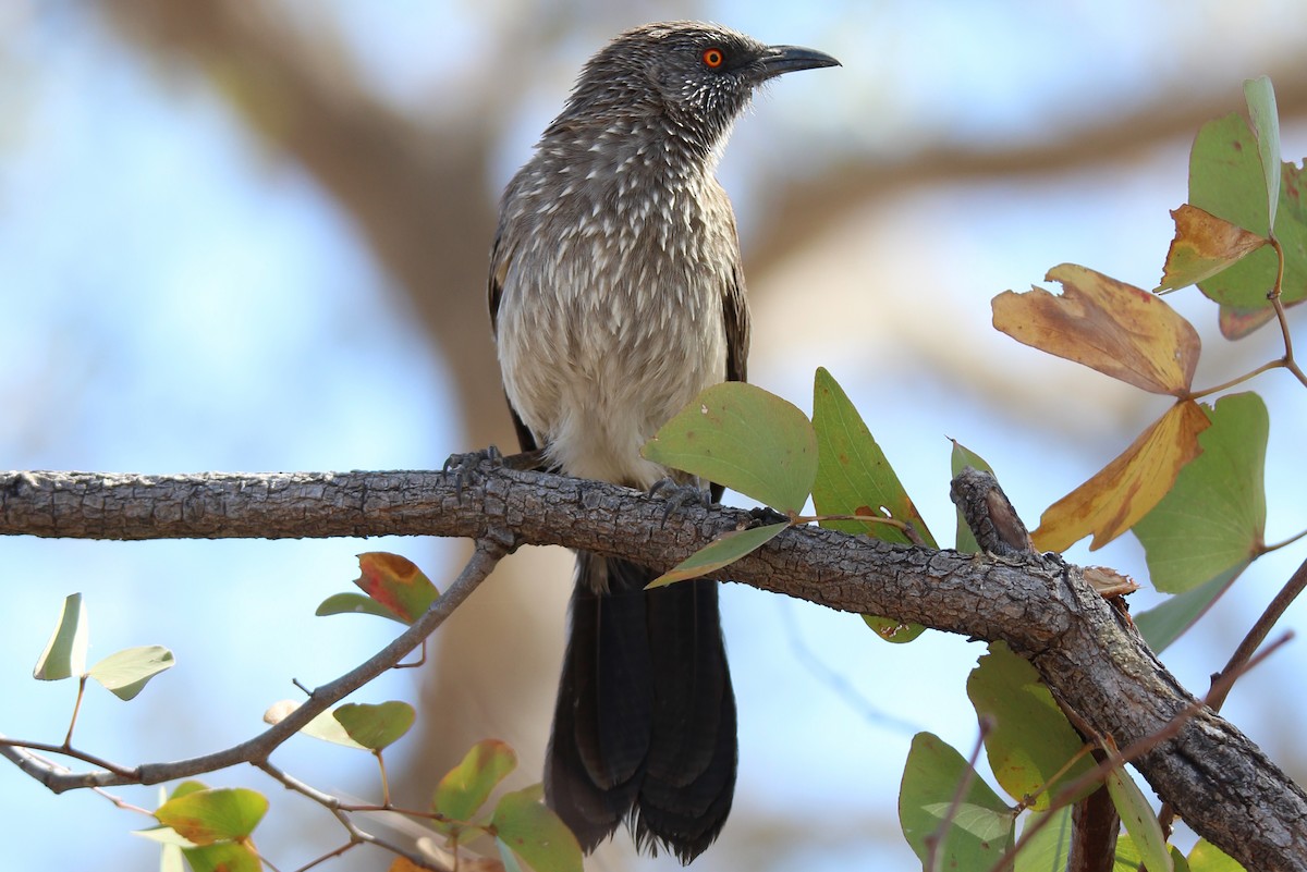 Arrow-marked Babbler - ML624117004