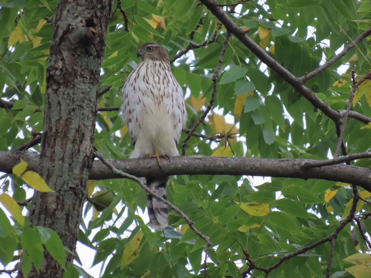 Cooper's Hawk - Chris Floyd