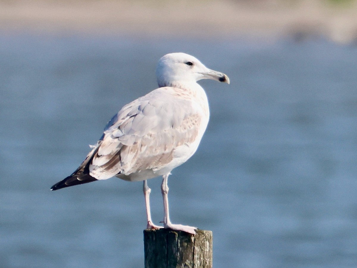 Caspian Gull - Joost Foppes