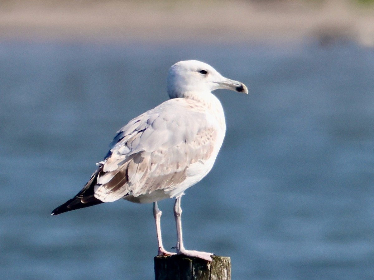 Caspian Gull - Joost Foppes