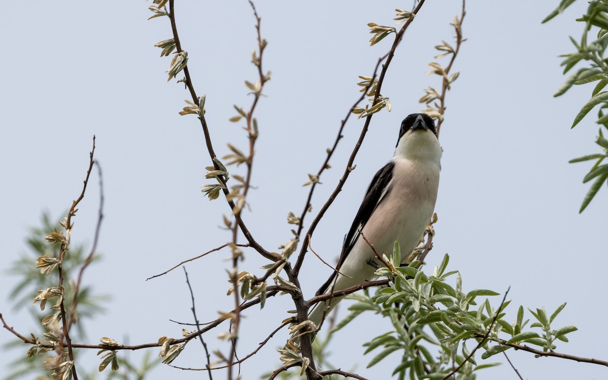 Lesser Gray Shrike - ML624117042