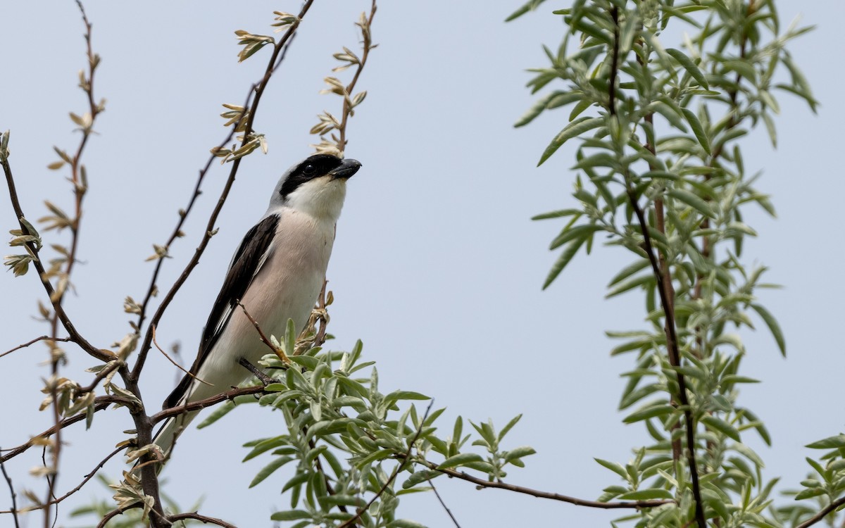 Lesser Gray Shrike - ML624117043