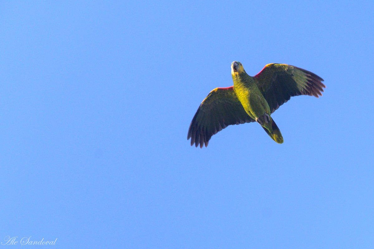 Turquoise-fronted Parrot - ML624117104