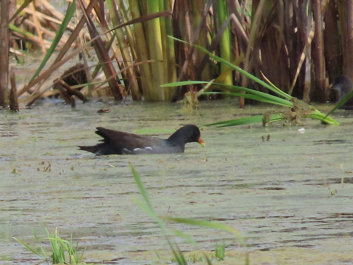 Common Gallinule - Debra Ferguson