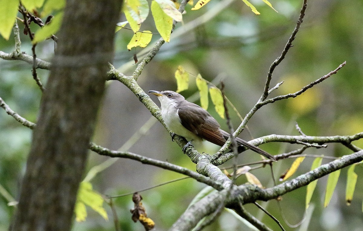 Yellow-billed Cuckoo - ML624117127