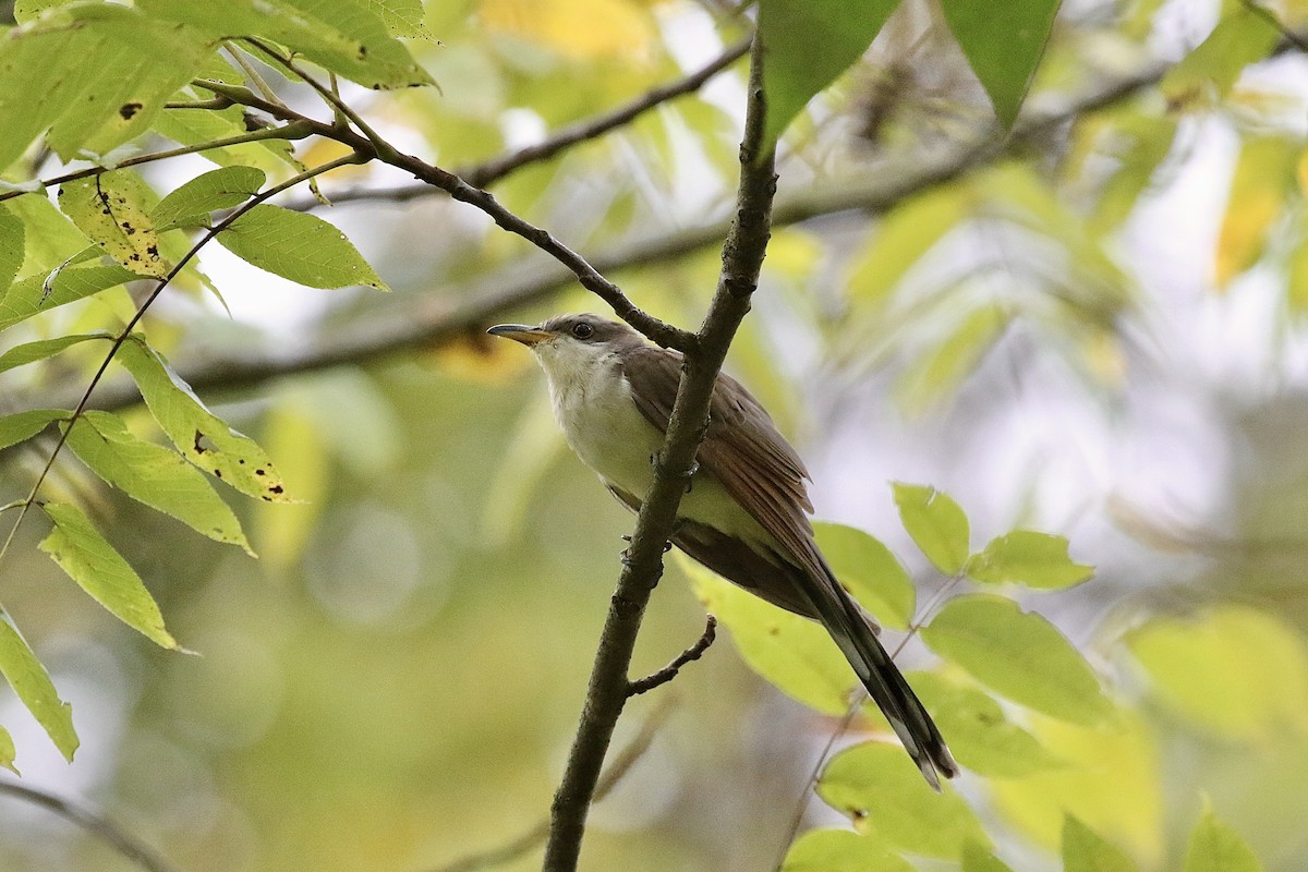 Yellow-billed Cuckoo - ML624117128