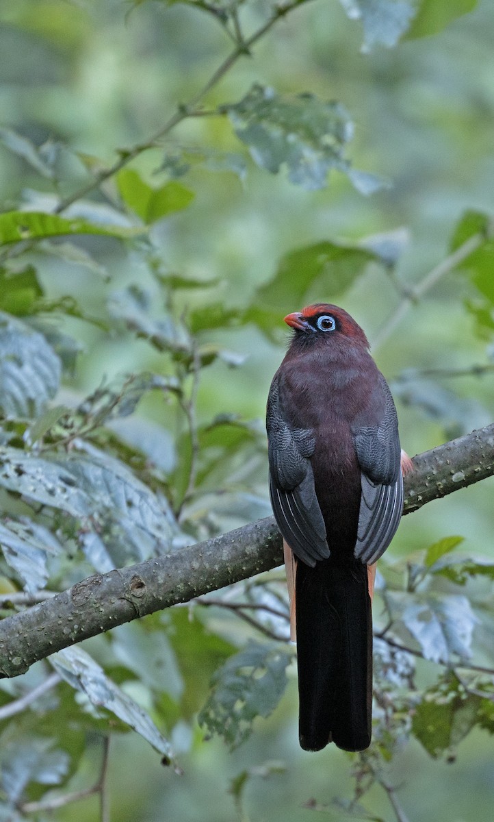 Ward's Trogon - ML624117132