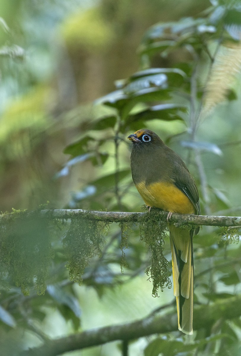 Ward's Trogon - ML624117133