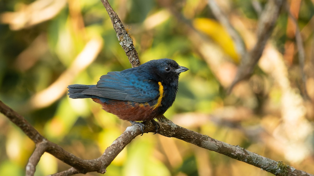 Chestnut-bellied Euphonia - ML624117148