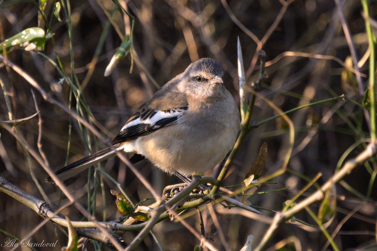 Weißbinden-Spottdrossel - ML624117153