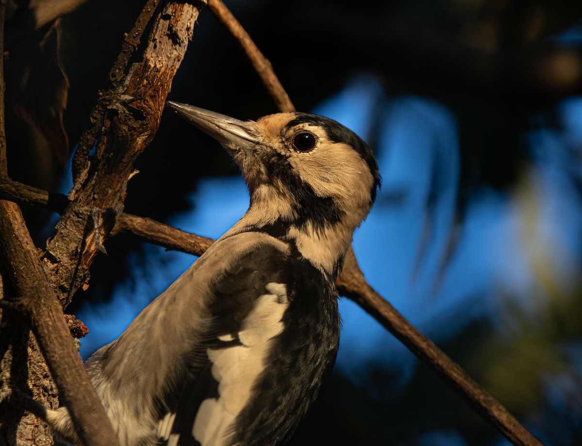 Syrian Woodpecker - ML624117172