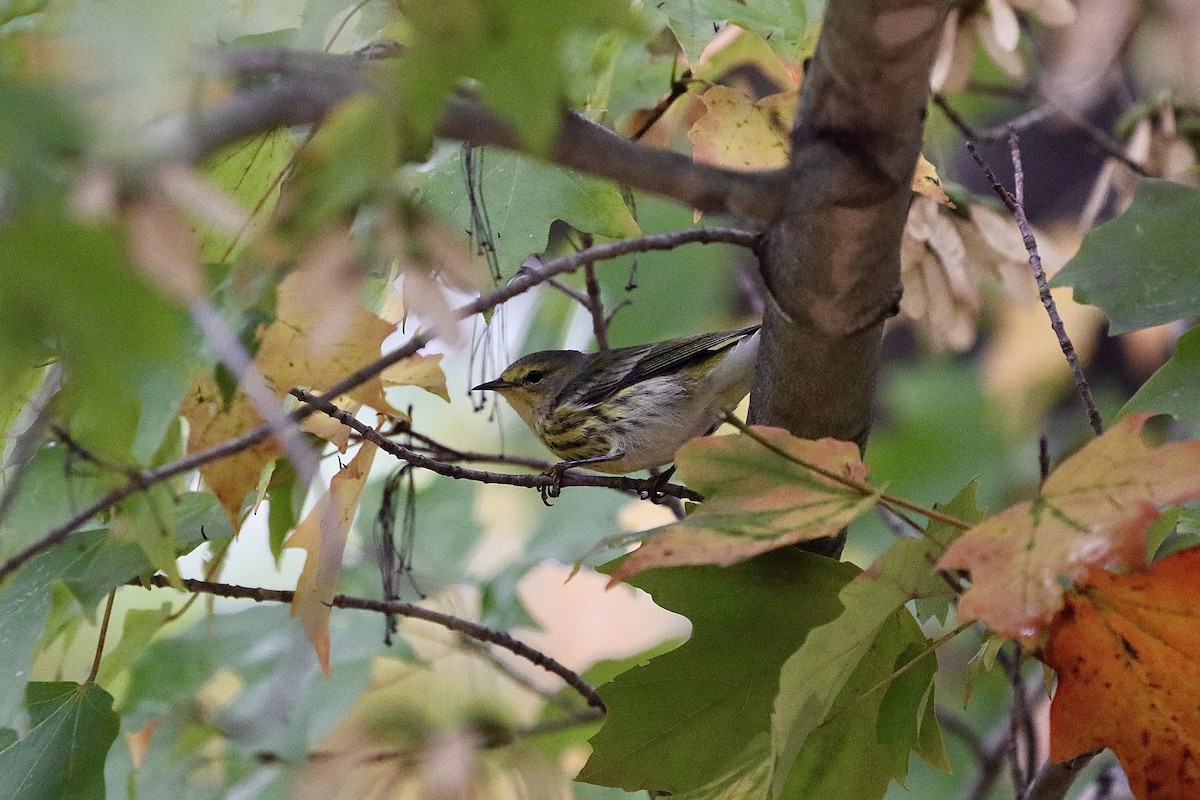 Cape May Warbler - Olivia Schiermeyer