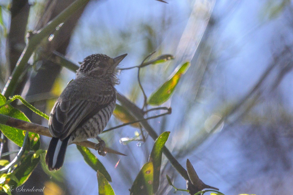 White-barred Piculet - ML624117241