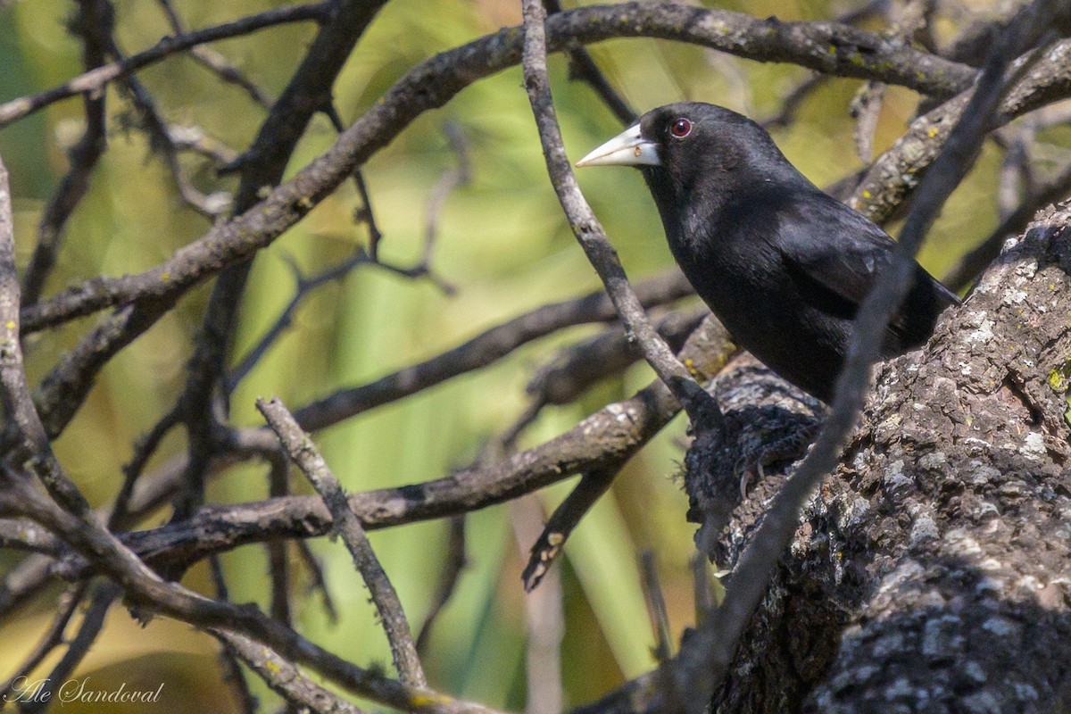 Solitary Black Cacique - ML624117271