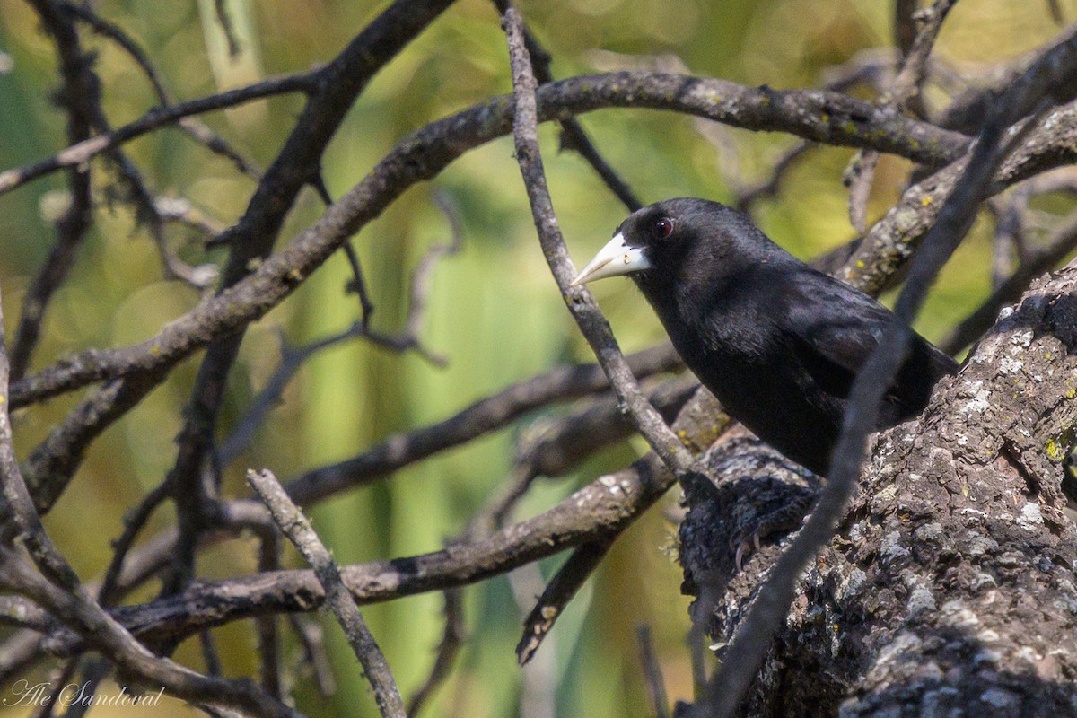 Solitary Black Cacique - ML624117272