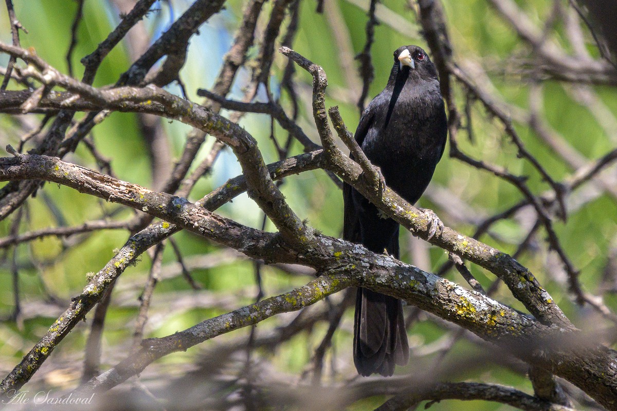 Solitary Black Cacique - ML624117273