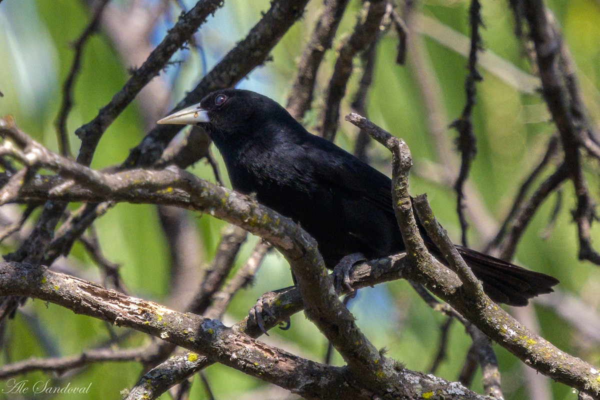 Solitary Black Cacique - ML624117275