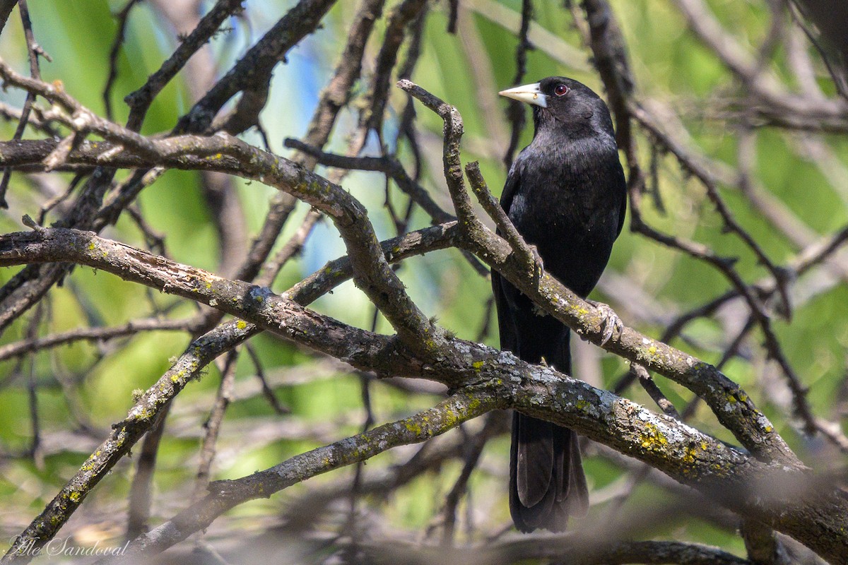 Solitary Black Cacique - ML624117276