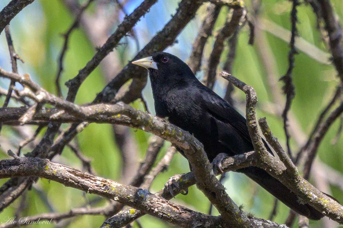 Solitary Black Cacique - ML624117277