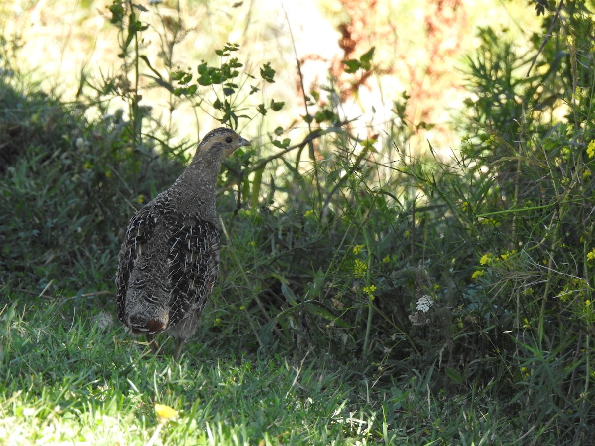 Gray Partridge - ML624117278