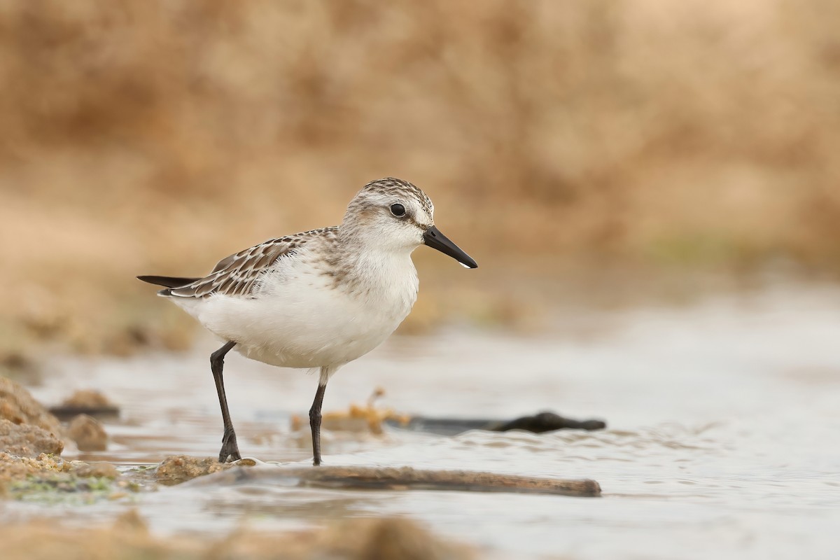 Semipalmated Sandpiper - Tiago Guerreiro
