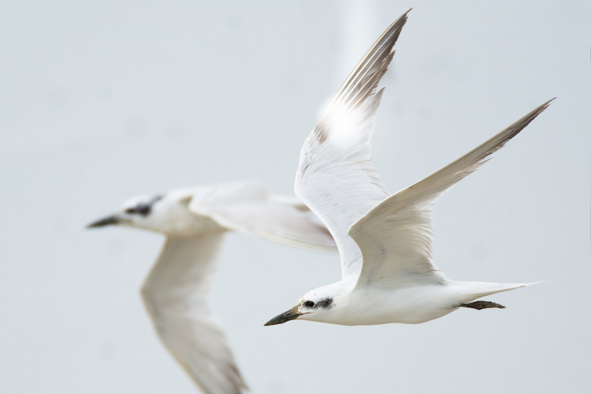 Gull-billed Tern - Phakawat Kittikhunodom