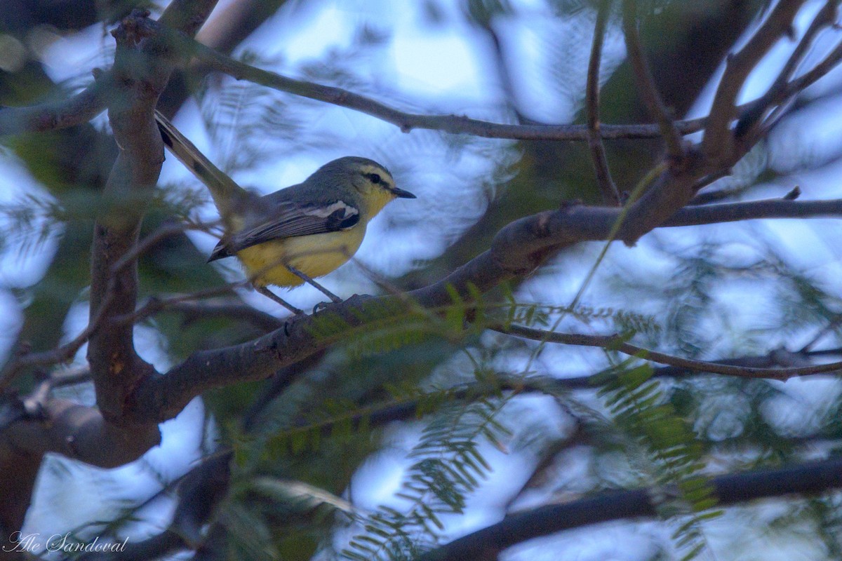 Greater Wagtail-Tyrant - ML624117293