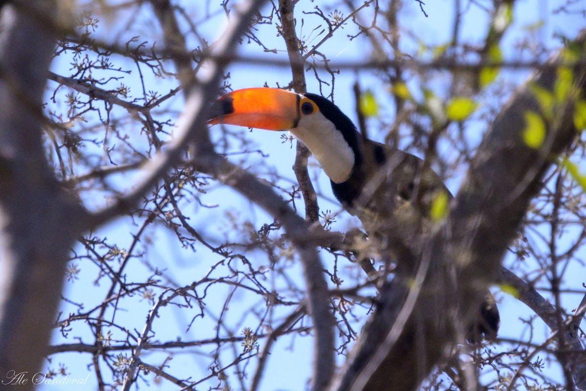 Toco Toucan - Alejandro Sandoval