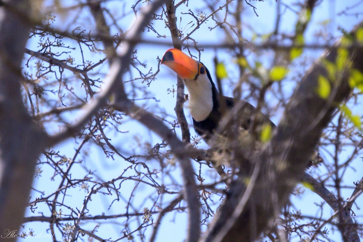 Toco Toucan - ML624117301