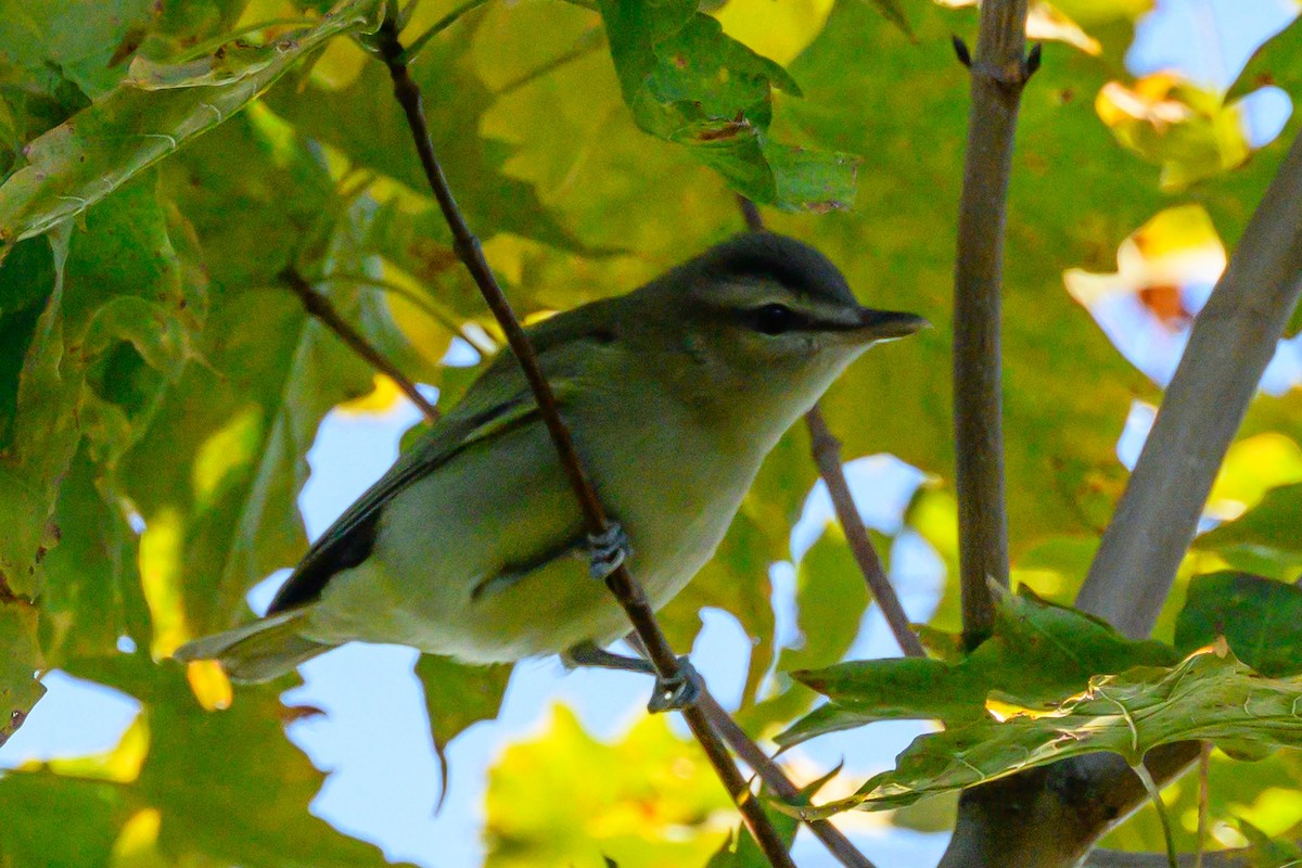 Parula Norteña - ML624117336