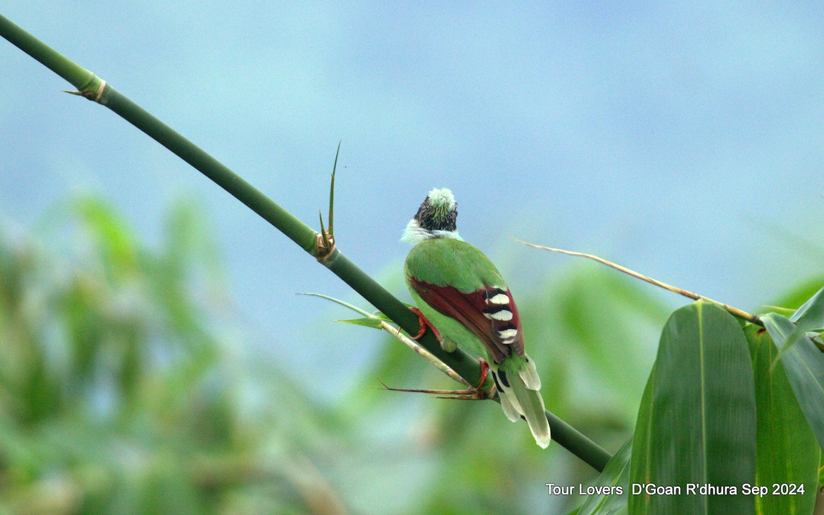 Common Green-Magpie - ML624117373