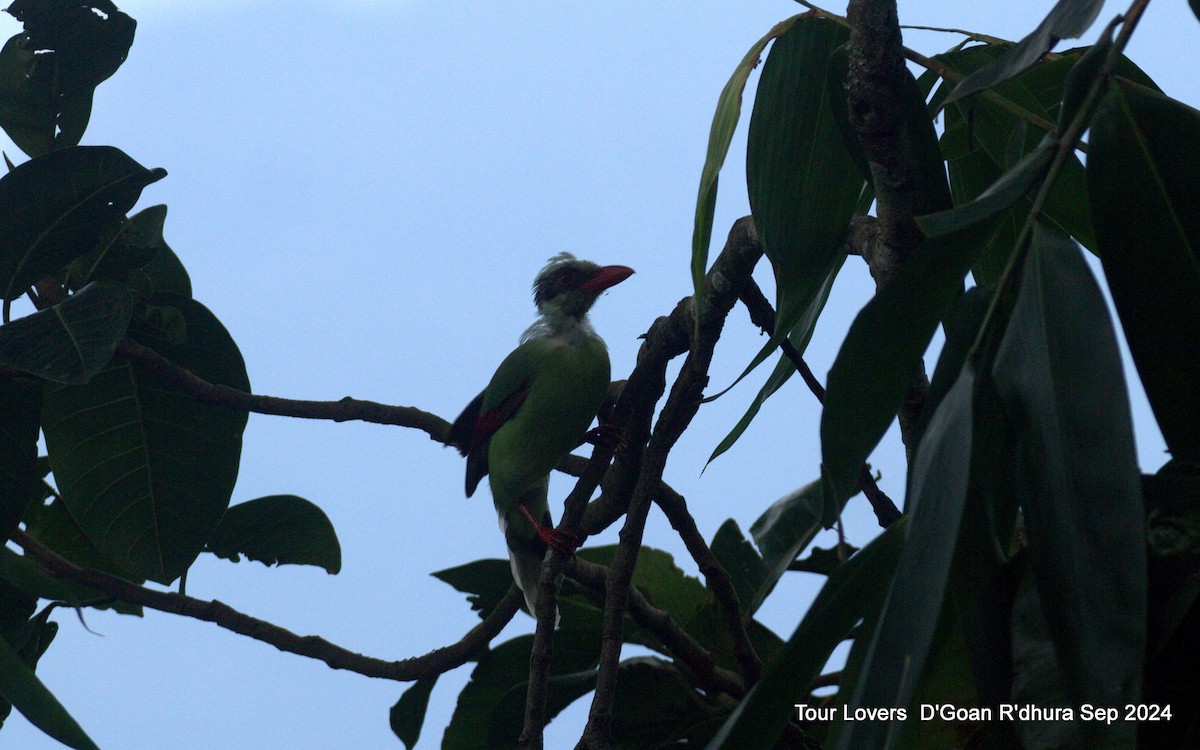 Common Green-Magpie - ML624117374