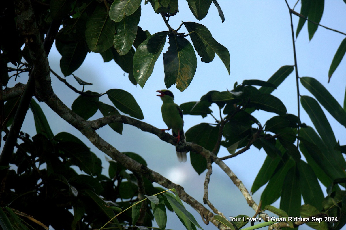 Common Green-Magpie - Suman Dasgupta