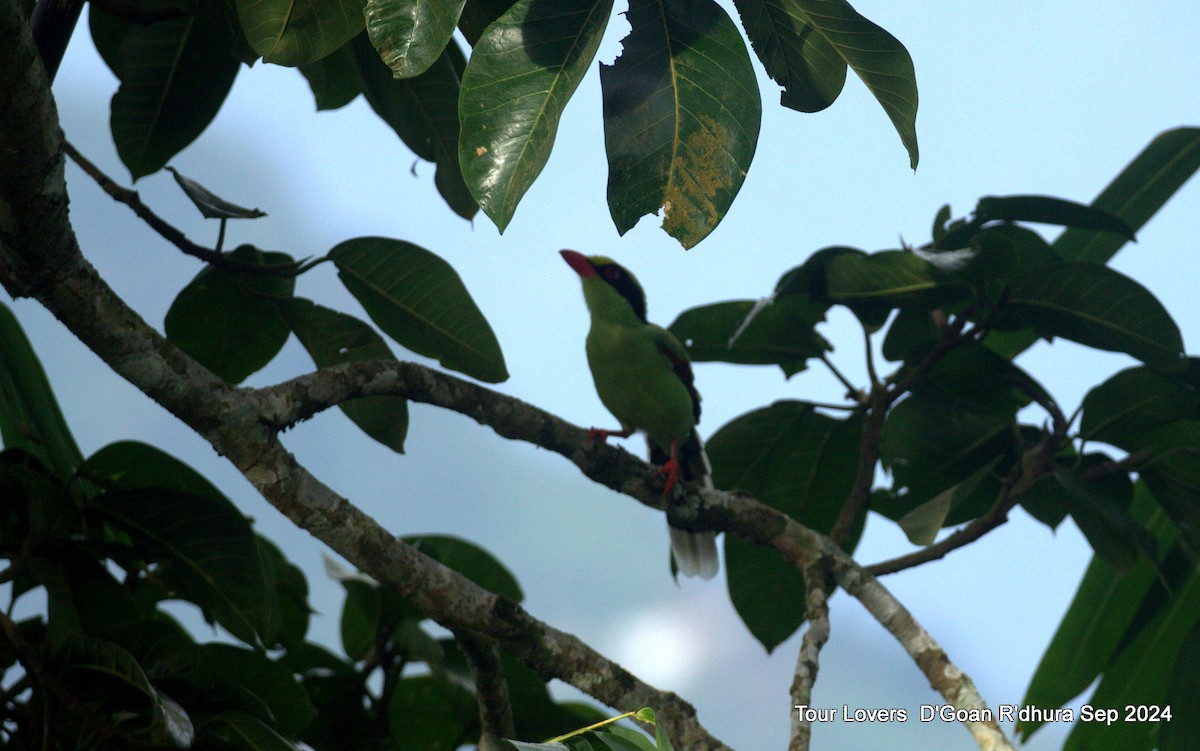 Common Green-Magpie - ML624117376