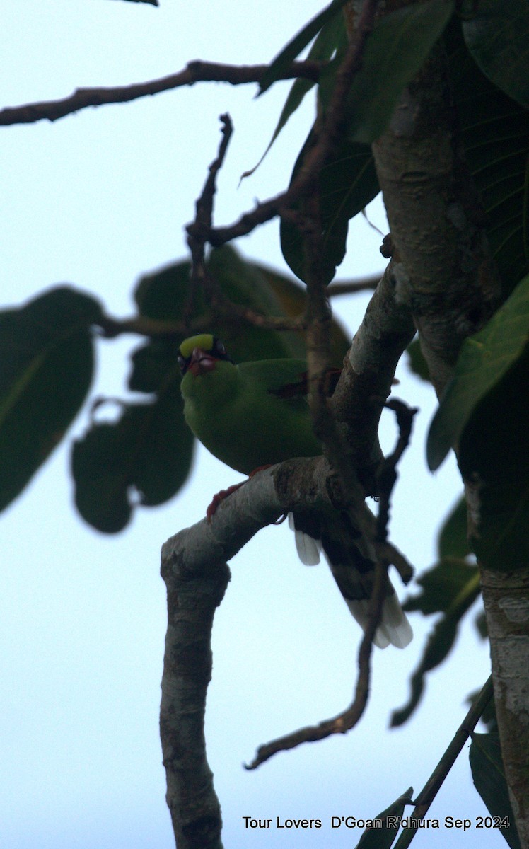 Common Green-Magpie - ML624117377