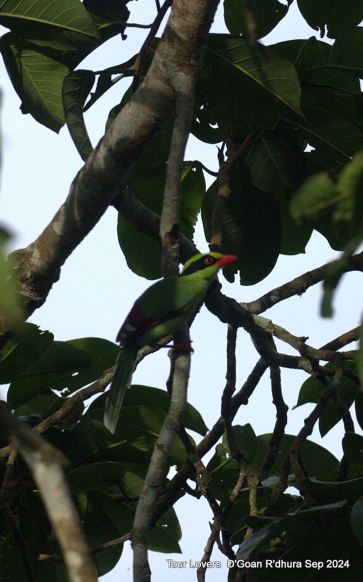 Common Green-Magpie - Suman Dasgupta