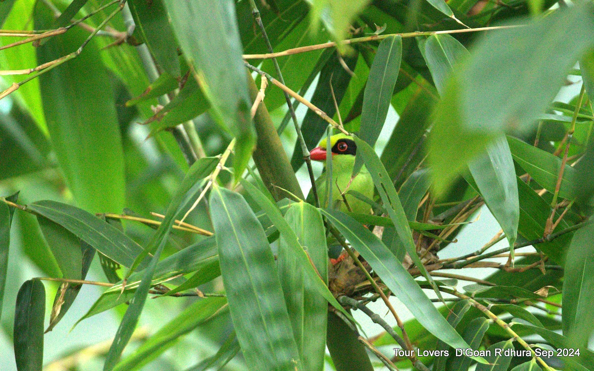 Common Green-Magpie - ML624117380